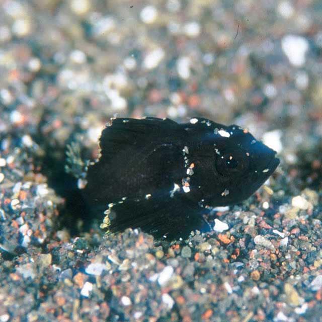 Sebastes pachycephalus